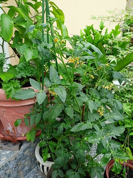  - Grădina 2023 continuare 2