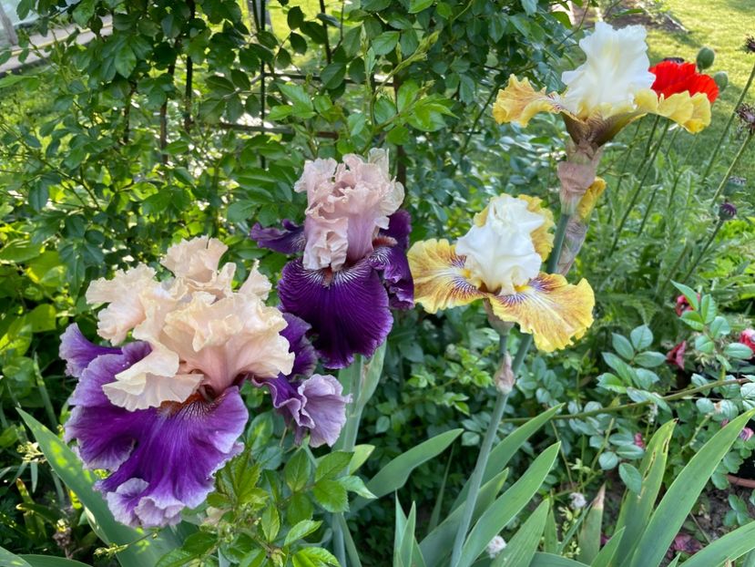 F5365D02-384D-45CC-A24B-F7AEDE02BD9A - 01 Iriși 2023