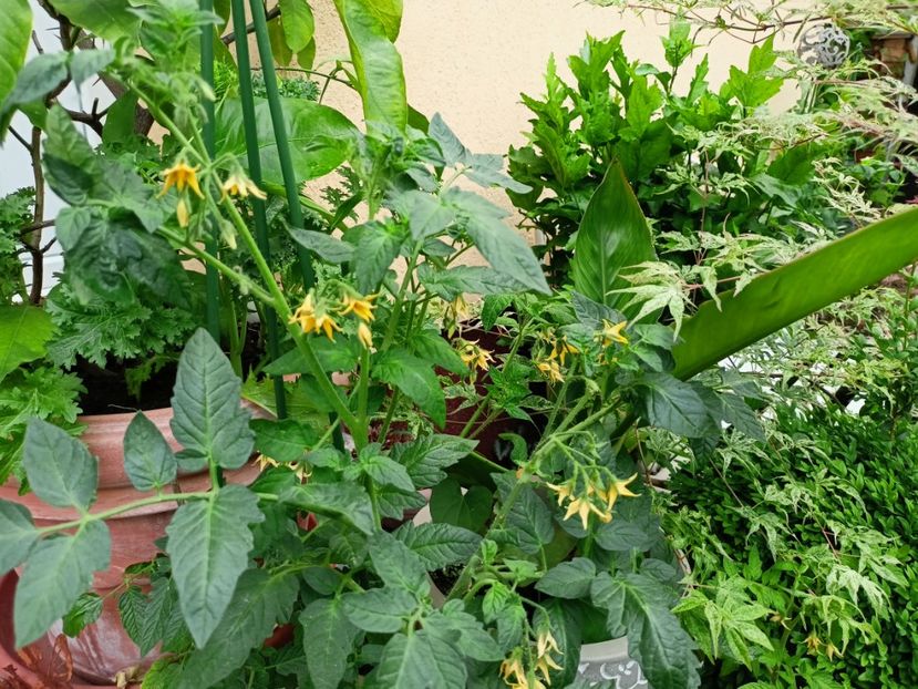  - Grădina 2023 continuare 2