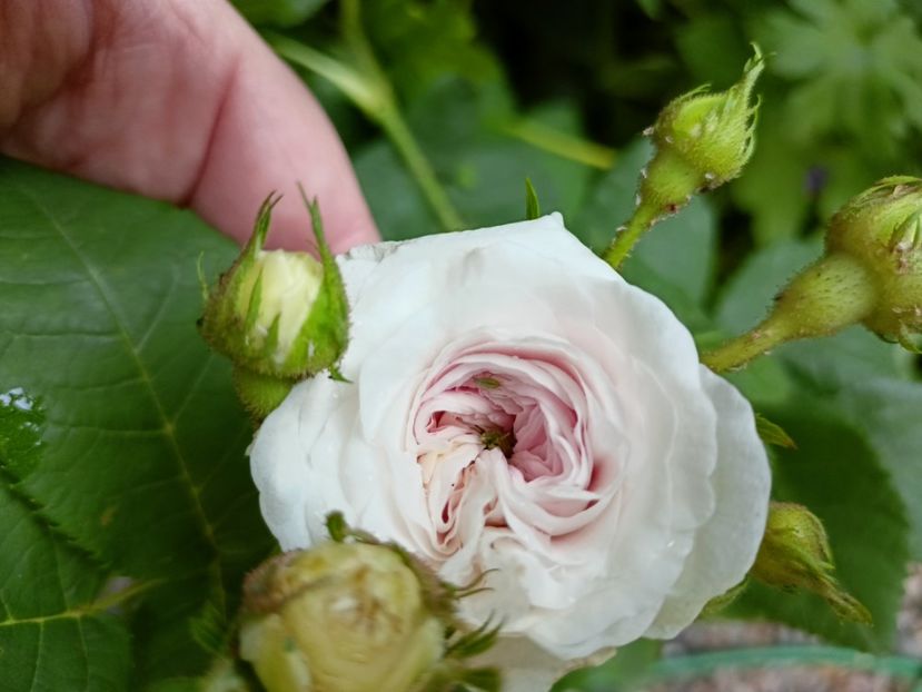 25.05.2023 - Grădina 2023 continuare 2