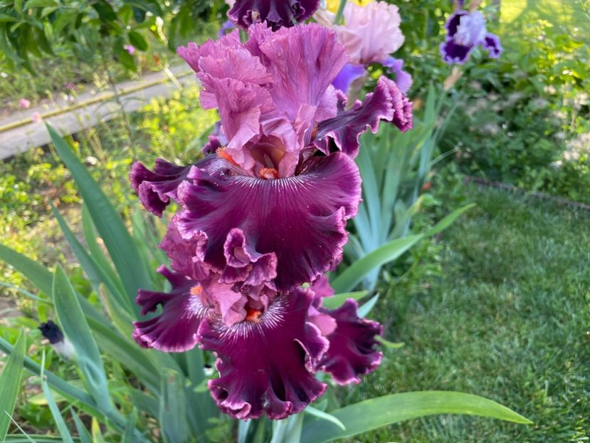 5B446B9E-A32F-434C-8519-535AC0D39791 - 01 Iriși 2023