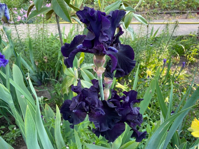 0B3AB784-5345-47E3-A58F-E90388770D40 - 01 Iriși 2023