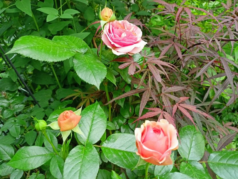  - Grădina 2023 continuare 2