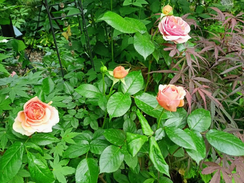  - Grădina 2023 continuare 2