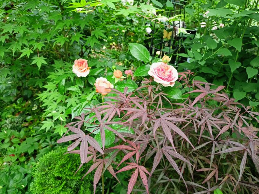  - Grădina 2023 continuare 2