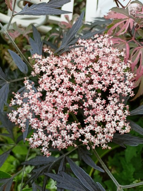 Sambucus Black Lace - Grădina 2023 continuare 2