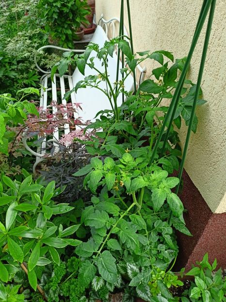 Roșii - Grădina 2023 continuare 2