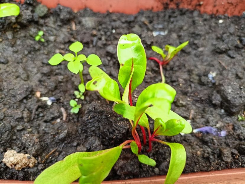 Mangold - Grădina 2023 continuare 2