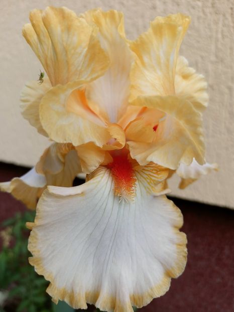  - Grădina 2023 continuare 2