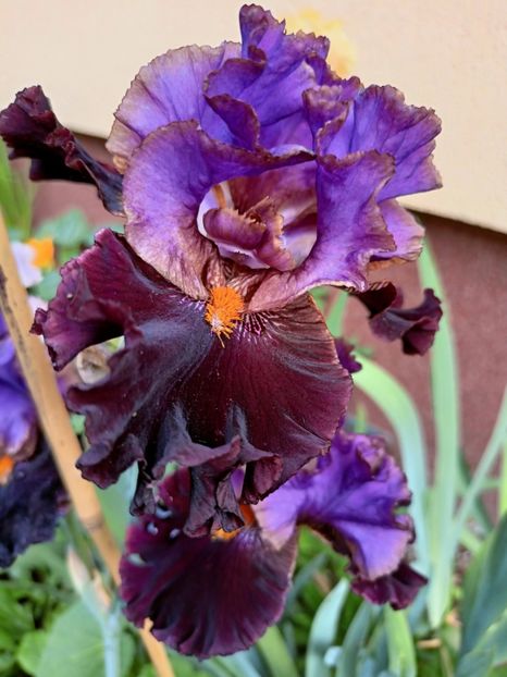  - Grădina 2023 continuare 2