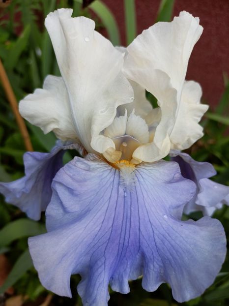  - Grădina 2023 continuare 2