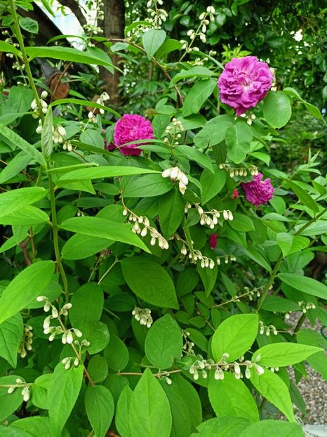  - Grădina 2023 continuare 2