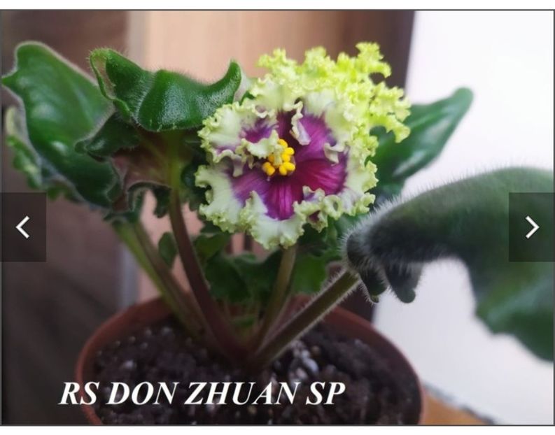 Screenshot_20230525_081105 - RS DON ZHUAN SP