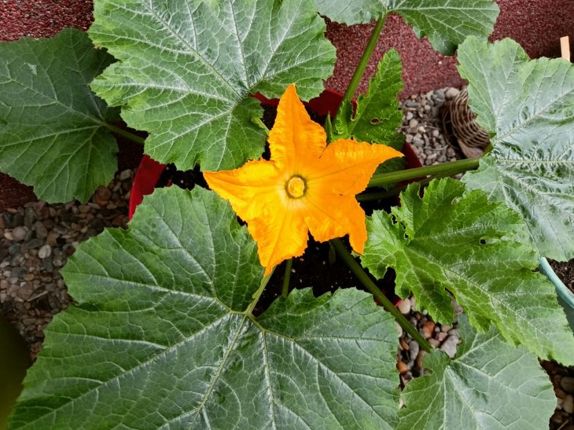  - Grădina 2023 continuare 2