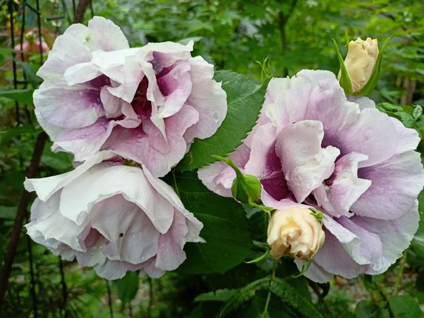  - Grădina 2023 continuare 2