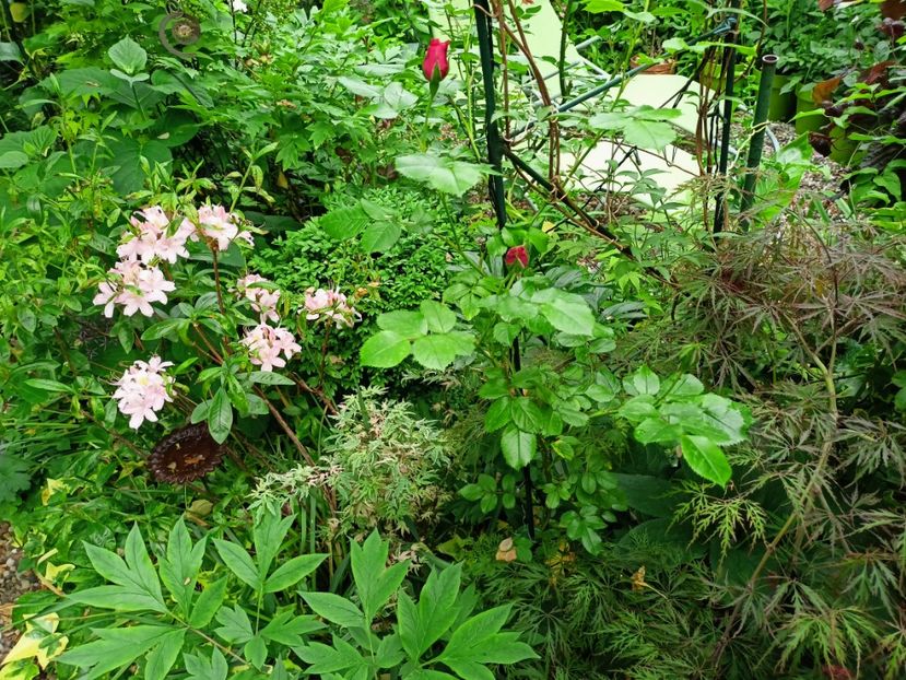  - Grădina 2023 continuare 2