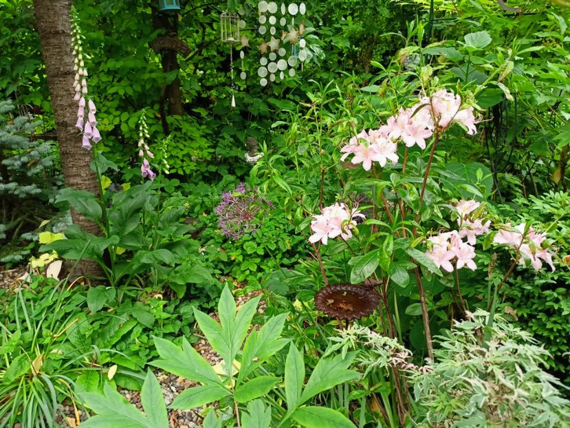  - Grădina 2023 continuare 2