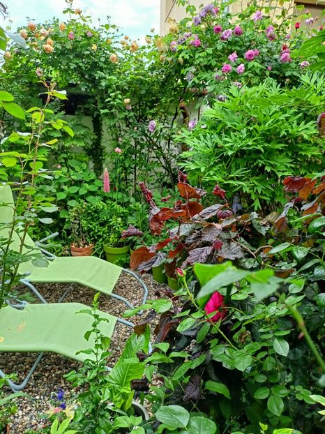  - Grădina 2023 continuare 2