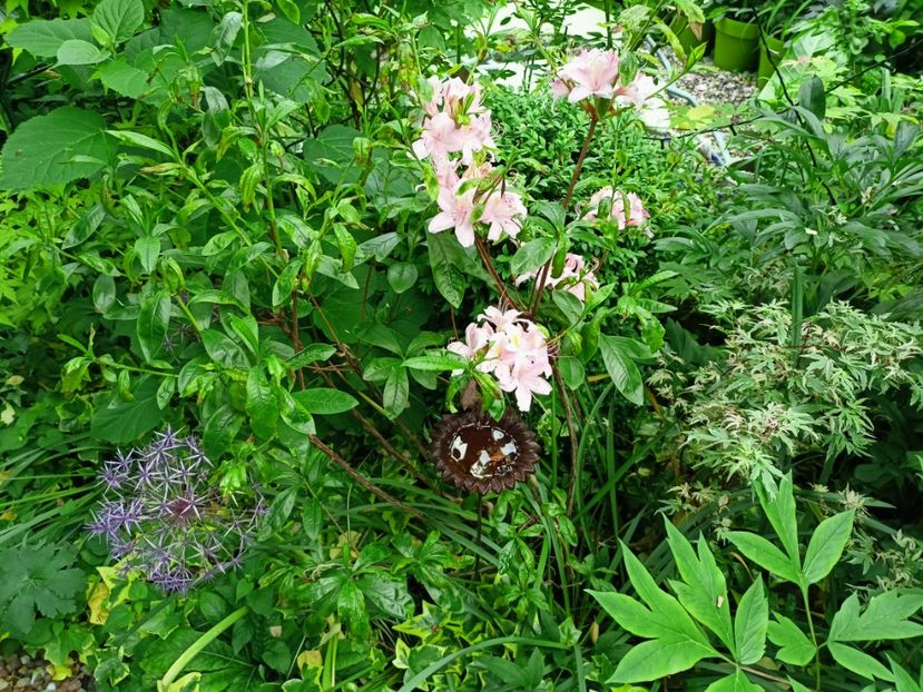  - Grădina 2023 continuare 2