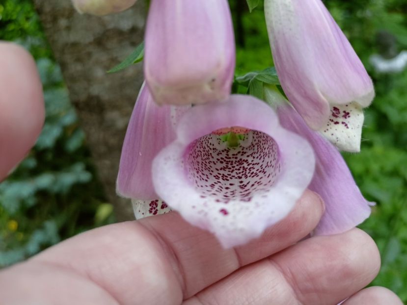  - Grădina 2023 continuare 2