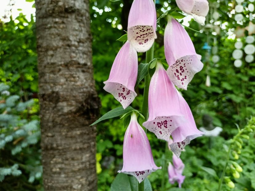 Digitalis - Grădina 2023 continuare 2