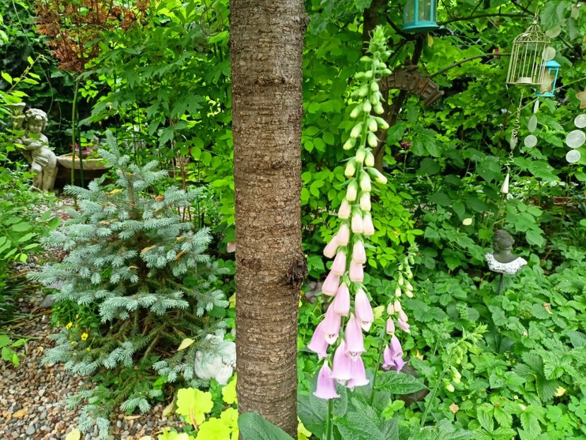  - Grădina 2023 continuare 2