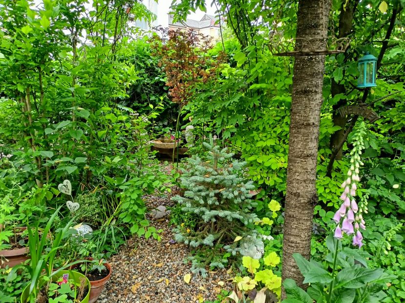  - Grădina 2023 continuare 2