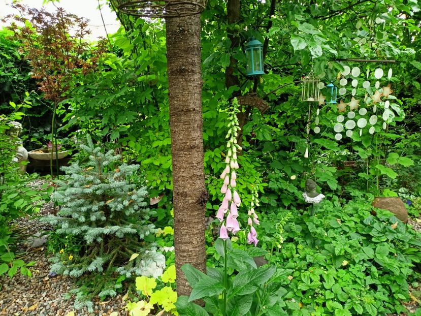  - Grădina 2023 continuare 2