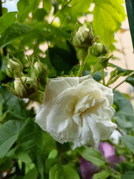  - Grădina 2023 continuare 2