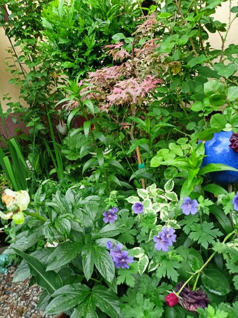  - Grădina 2023 continuare 2