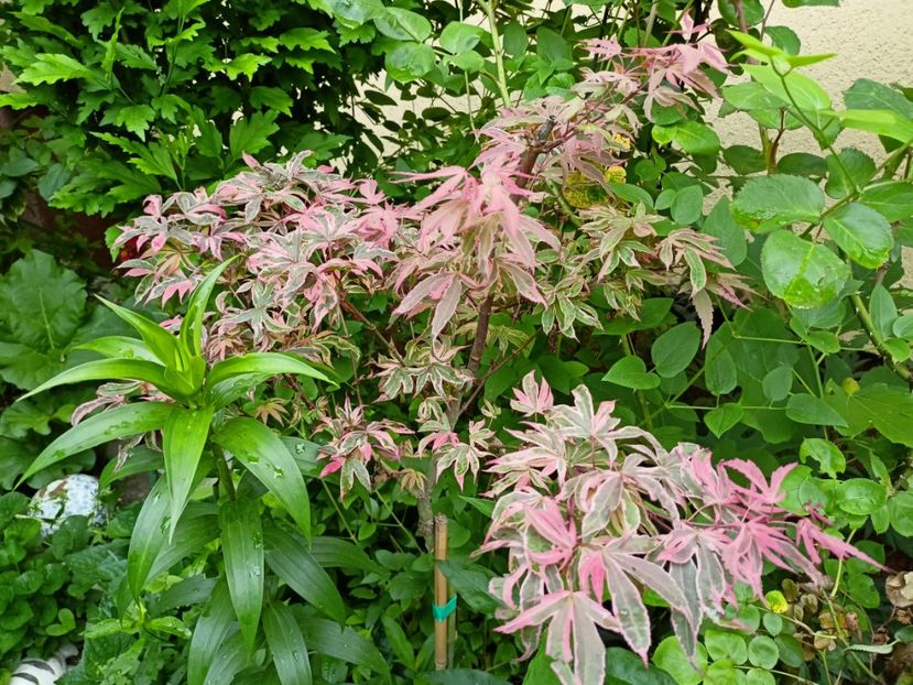  - Grădina 2023 continuare 2