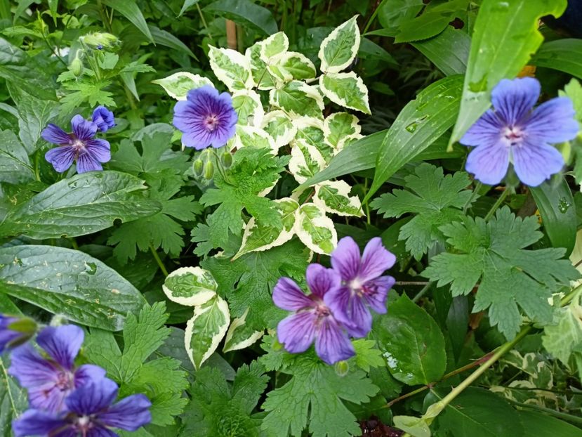  - Grădina 2023 continuare 2