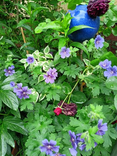  - Grădina 2023 continuare 2