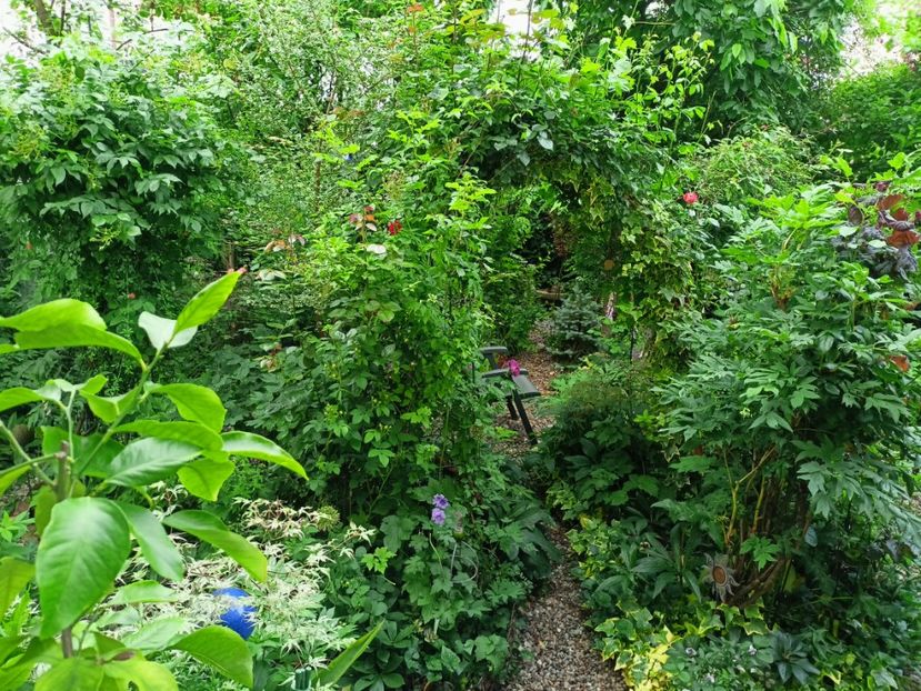  - Grădina 2023 continuare 2