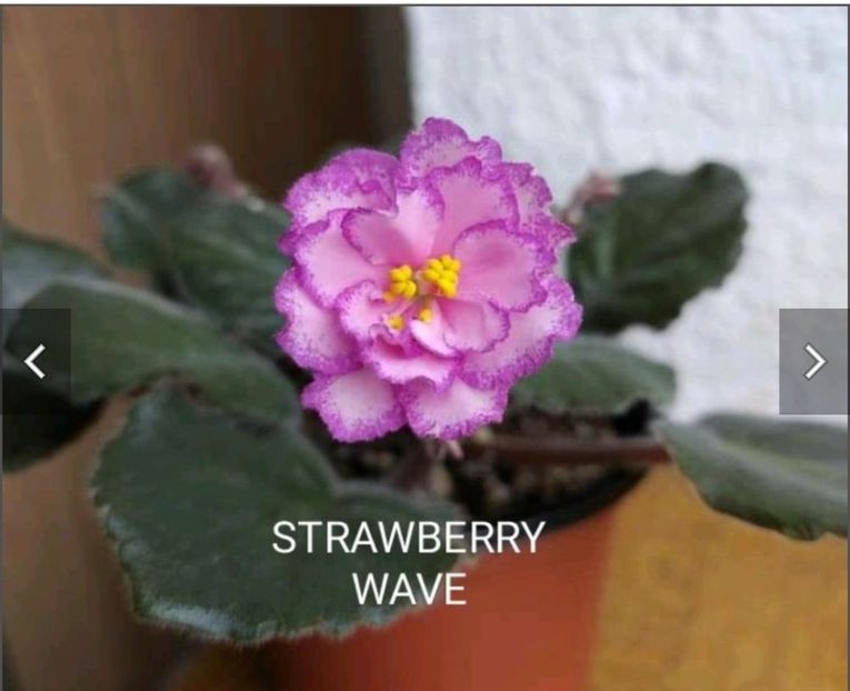 Screenshot_20230525_081035 - Strawberry Wave