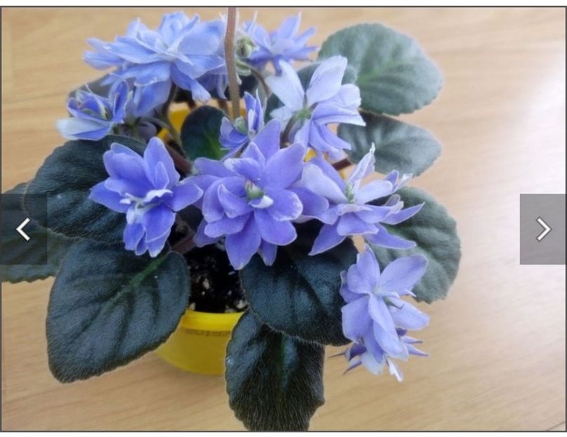 Screenshot_20230525_083951 - N - Snezhnyi Georgin sp