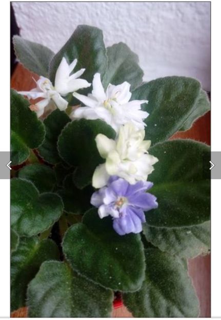 Screenshot_20230525_083937 - N - Snezhnyi Georgin sp