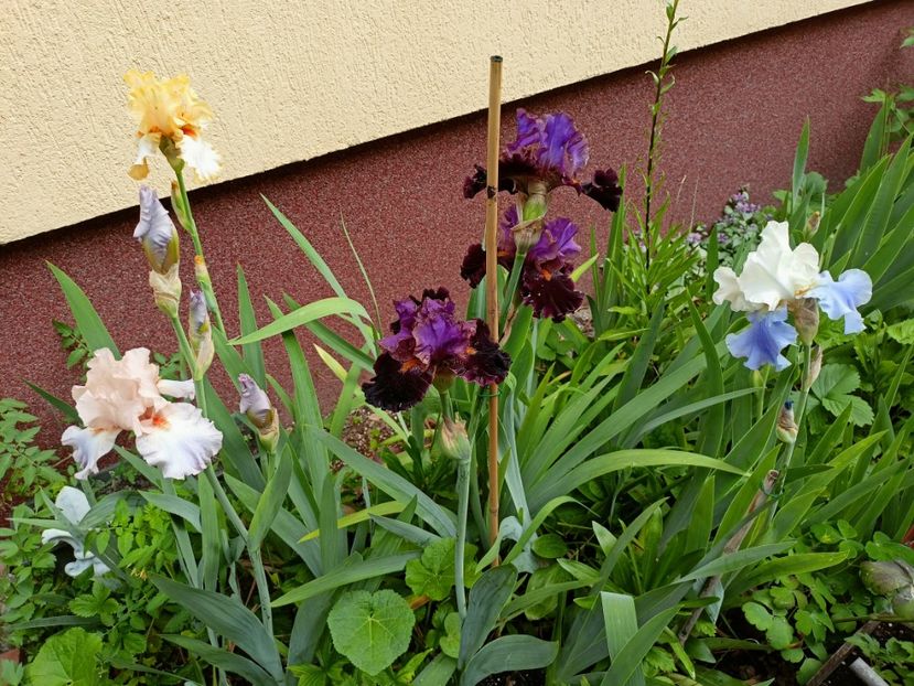  - Grădina 2023 continuare 2