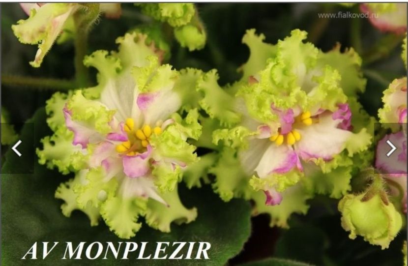 Screenshot_20230525_081341 - AV Monplezir