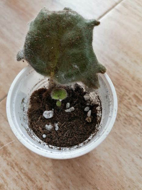  - Raspberry Crisp SP