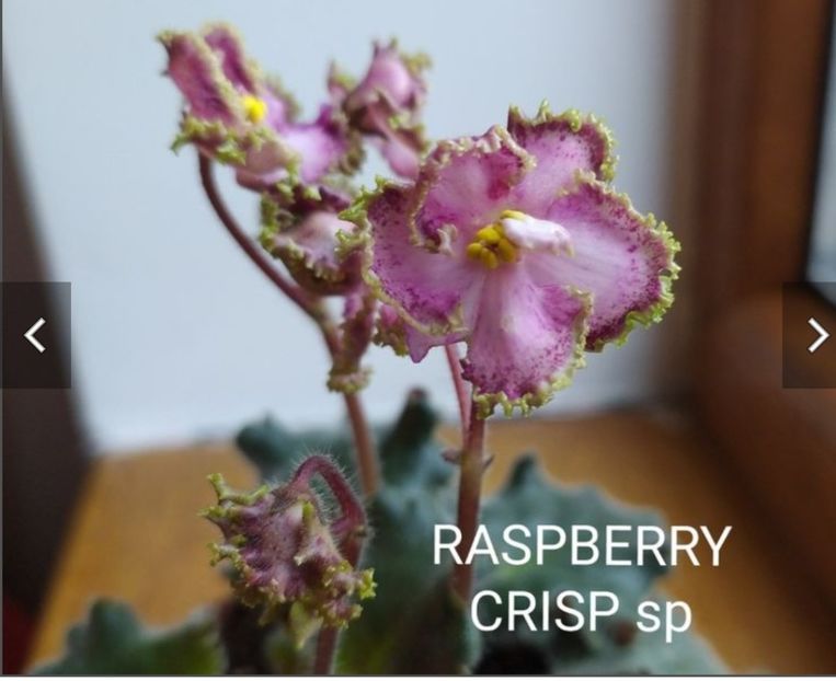 Screenshot_20230525_081127 - Raspberry Crisp SP