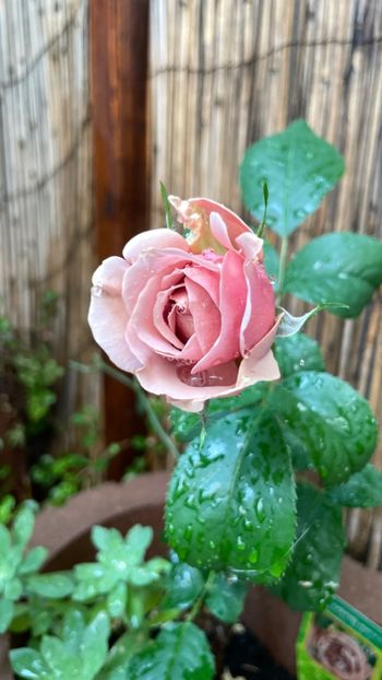 217607A7-DF95-4903-913B-666D4C276E84 - Koko Loko