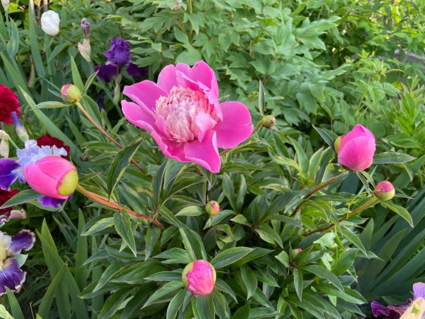 791BC5D2-72D9-4A70-8842-5F7D7FC90A8F - 01 Primăvara 2023