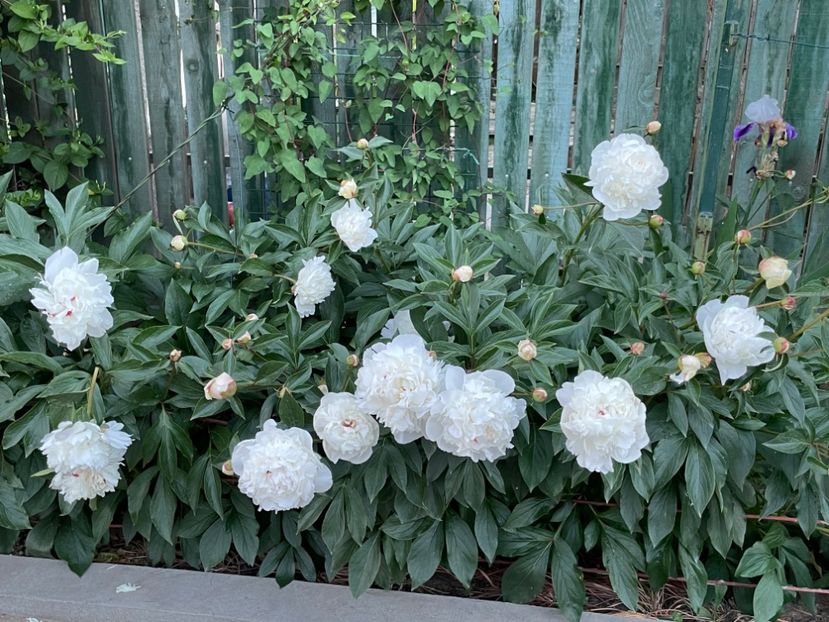 189B4285-2A91-497B-97C1-8B2635692AFB - 01 Primăvara 2023