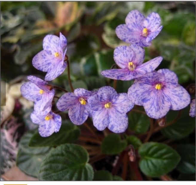 Screenshot_20230525_112734 - Frosted Fantasy