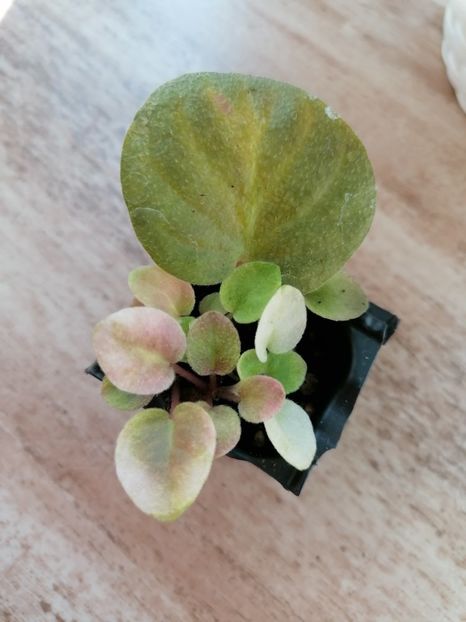  - Ramblin - Dots Trailer