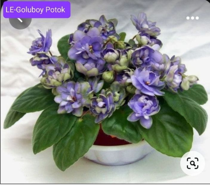 Screenshot_20230525_113839 - LE-Goluboy Potok