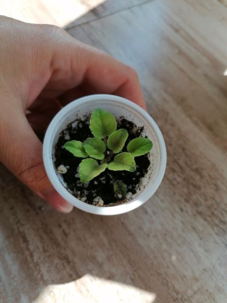  - Mac s Scorching Sun