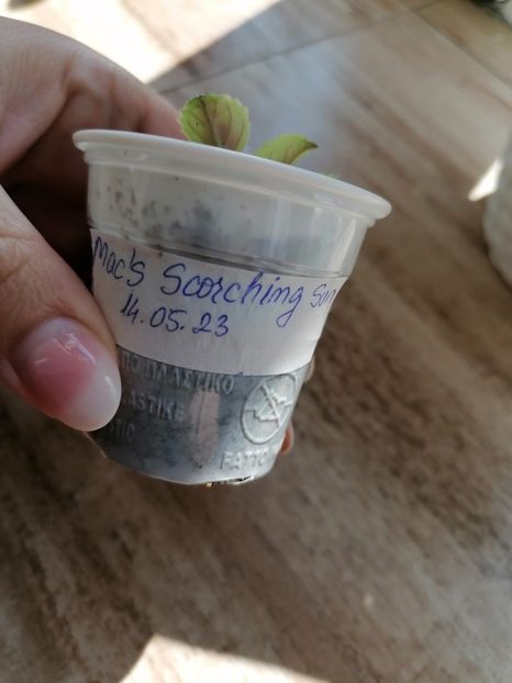  - Mac s Scorching Sun