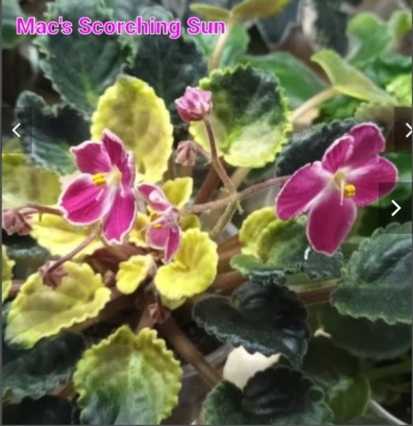 Screenshot_20230525_114729 - Mac s Scorching Sun